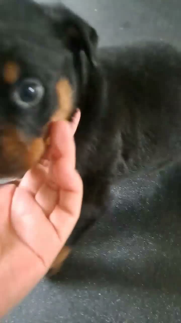 Rottweiler dogs for sale: 1 girl and 2 boy rottweiler  in Falmouth - Video 1