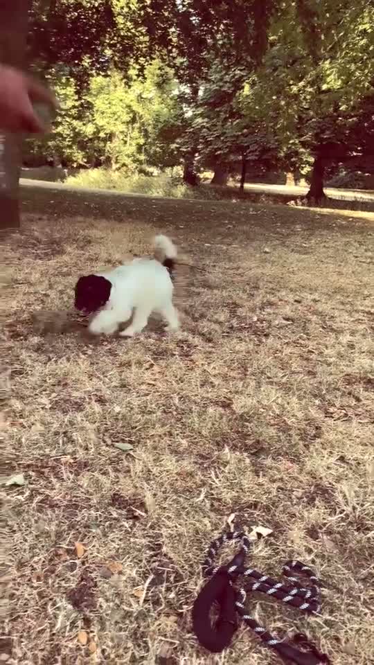 Mixed Breed dogs for sale: Messi - Video 1