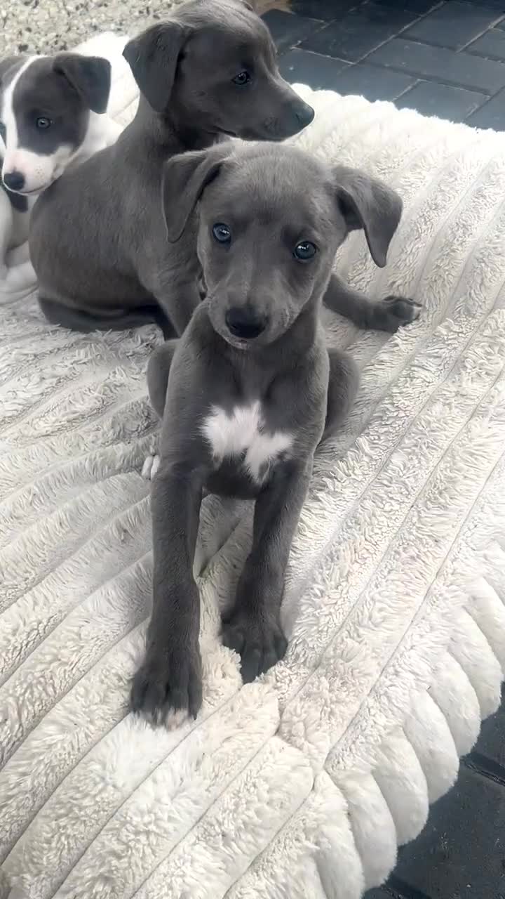 Whippet dogs for sale: Stunning kc whippet puppy’s  - Video 1