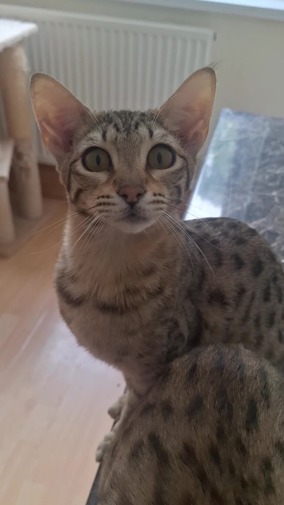 Savannah cats for sale: TICA SBTF7 Silver girl Europa very freindly - Video 1