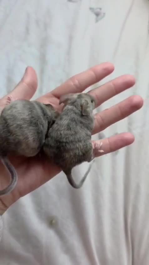 Mouse rodents for sale: 4 girls ready to go - Video 2