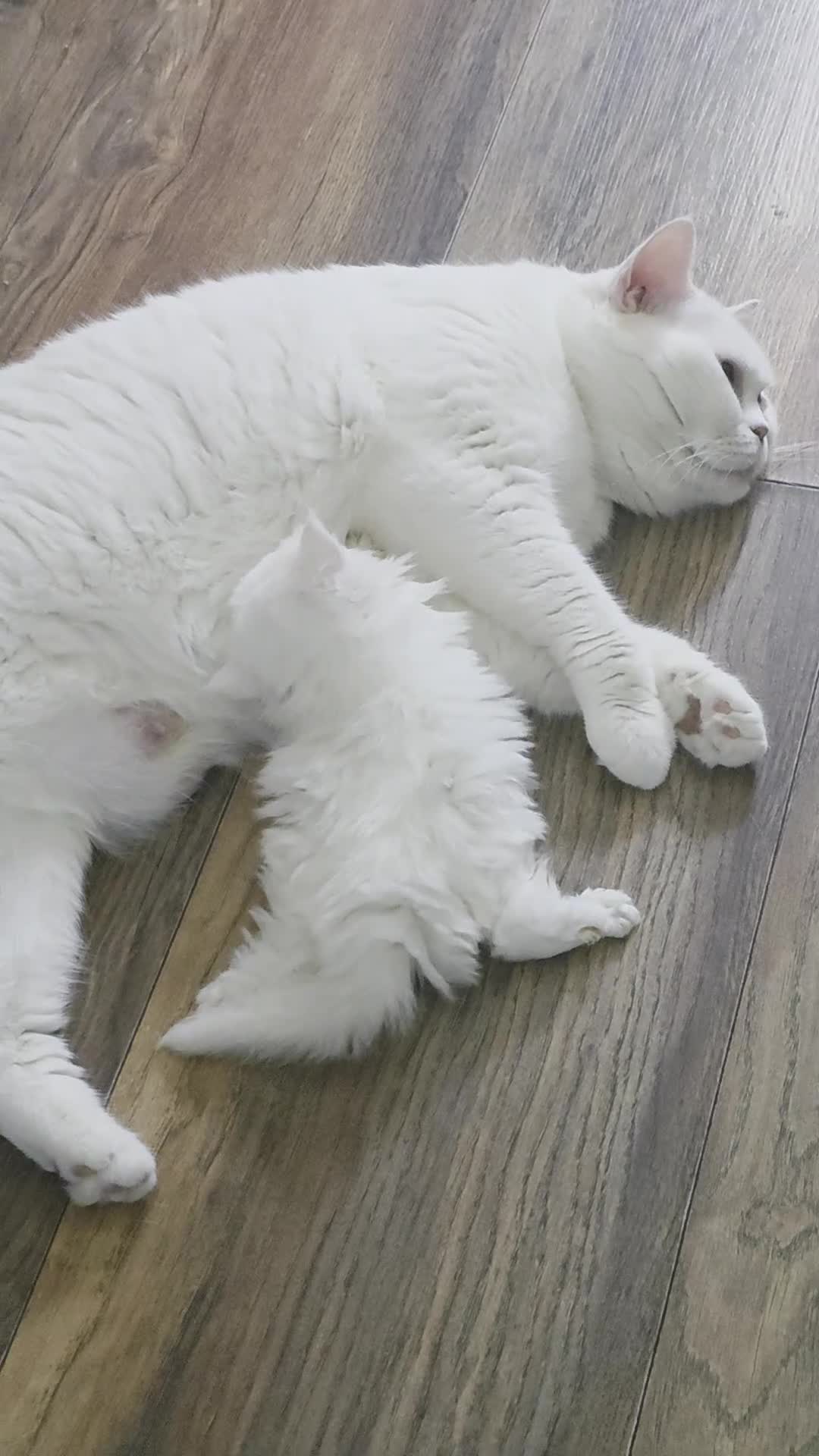 British Longhair cats for sale: White British Longhair Boy – Blue Eyes - Video 1