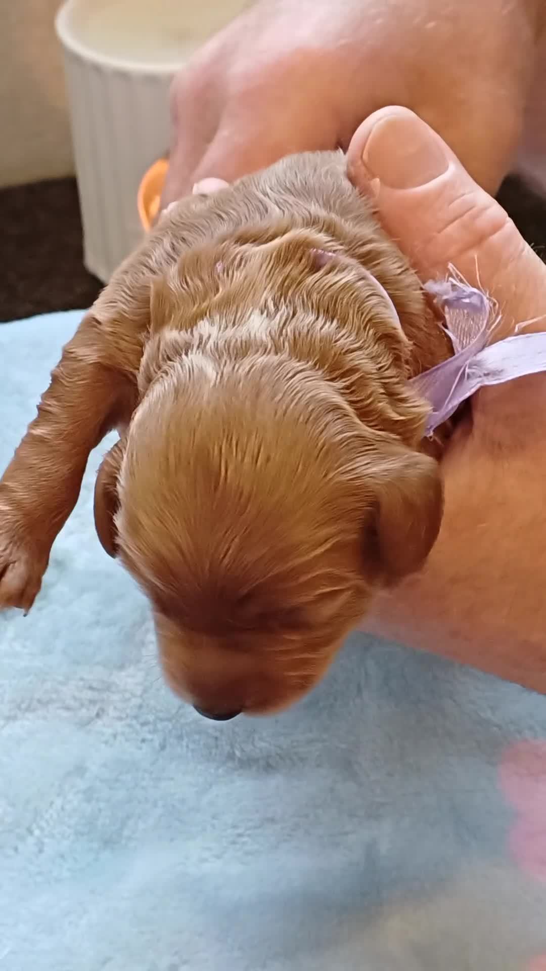 Cavapoo dogs for sale: BEAUTIFUL FIB CAVAPOO BORN 26/6/26 - Video 3