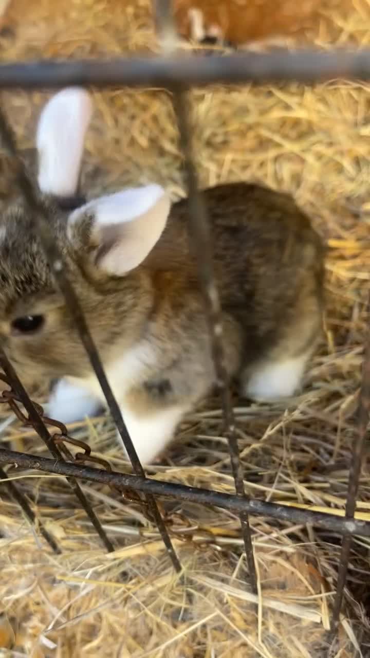 Dutch rabbits for sale: Baby bunnies for sale! in Castle Cary - Video 3