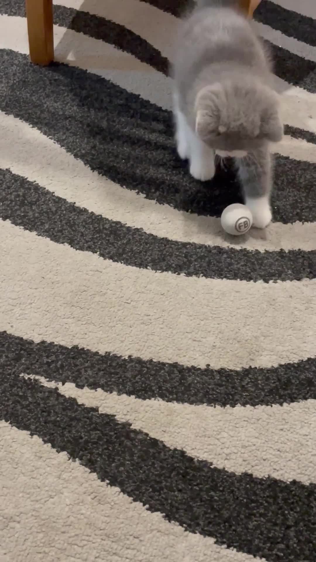 British Shorthair cats for sale: GCCF Adorable British Shorthair Companions - Video 2