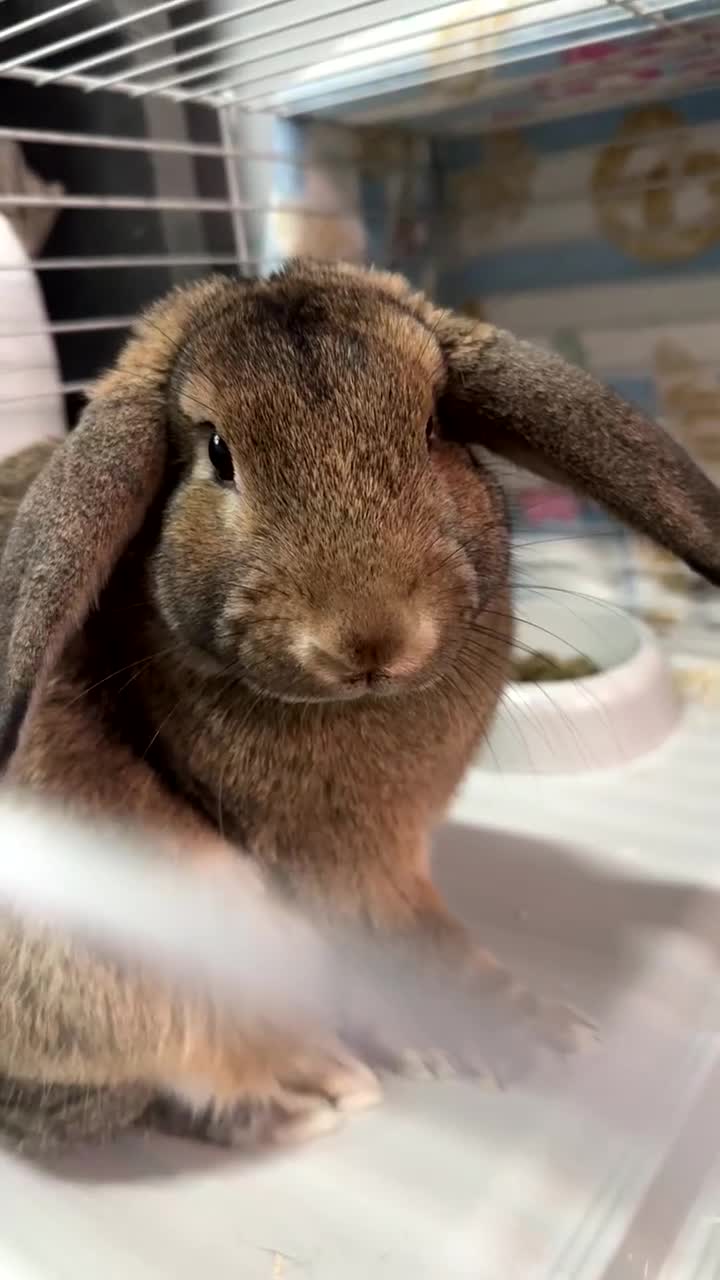 Mixed Breed rabbits for sale: male rabbit for rehome or looking for partner  in Southampton - Video 2