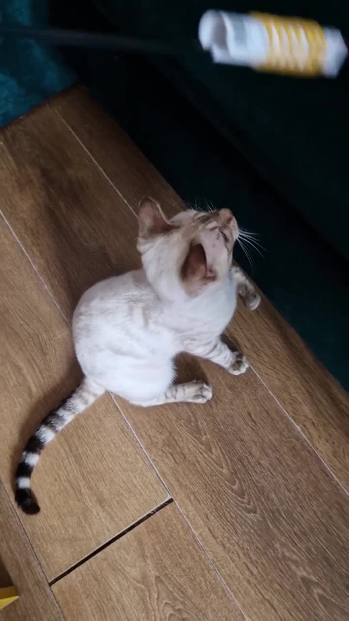 Bengal cats for sale: Purebred Bengal boy whit blue eyes 💙 - Video 1