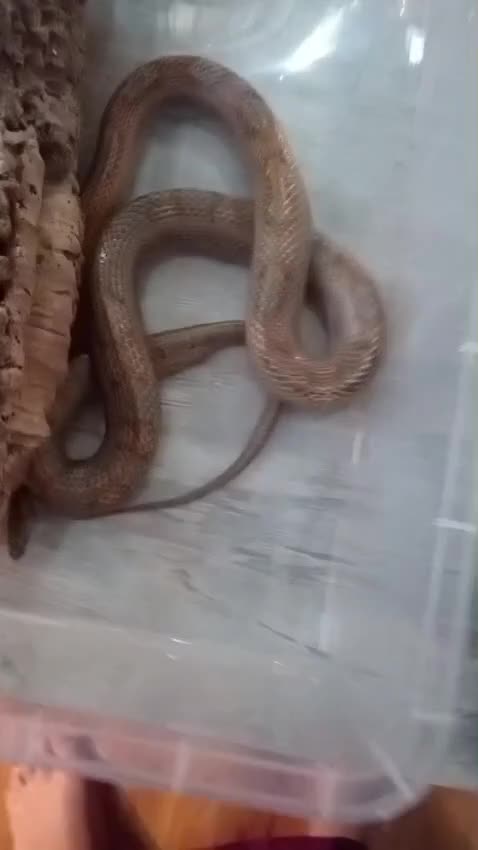 Corn Snake reptiles for sale: Job lot different adult snakes from £45  - Video 1