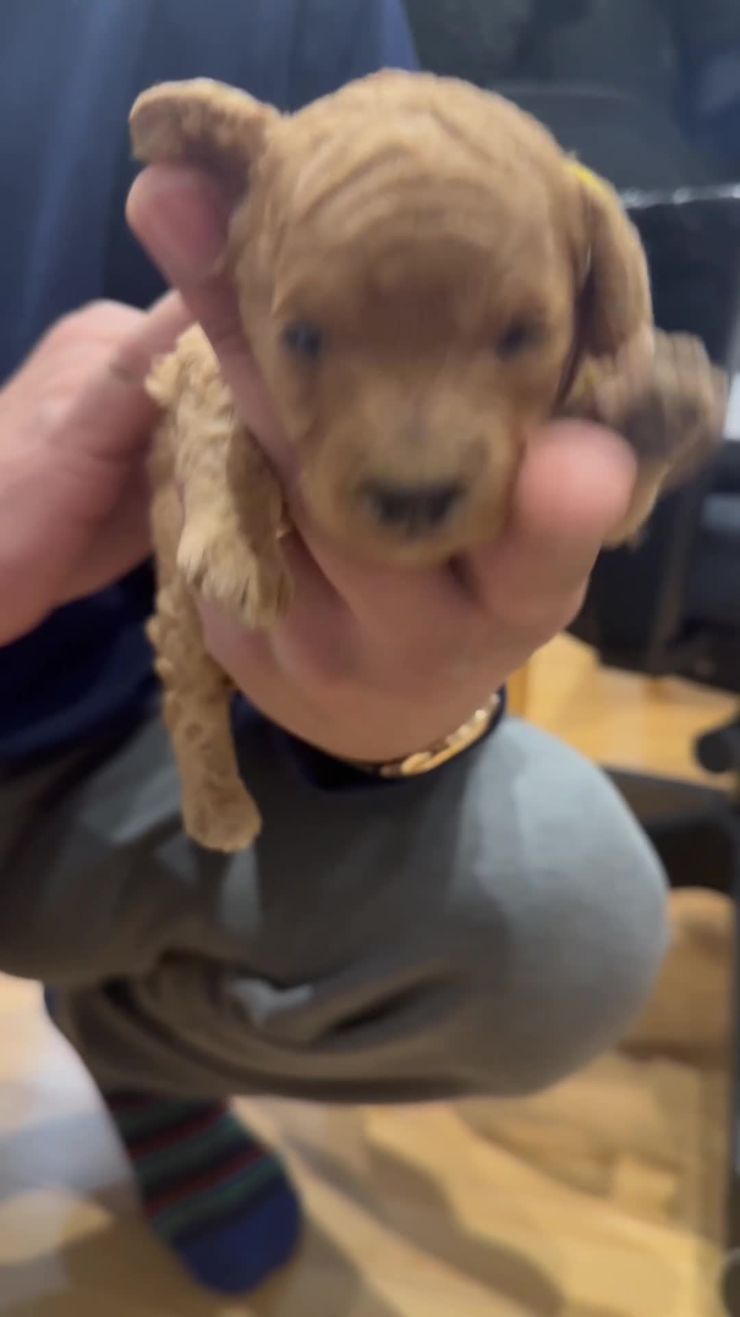 Cavapoo dogs for sale: F1B Cavapoos For Sale - 2 girls left - Video 1