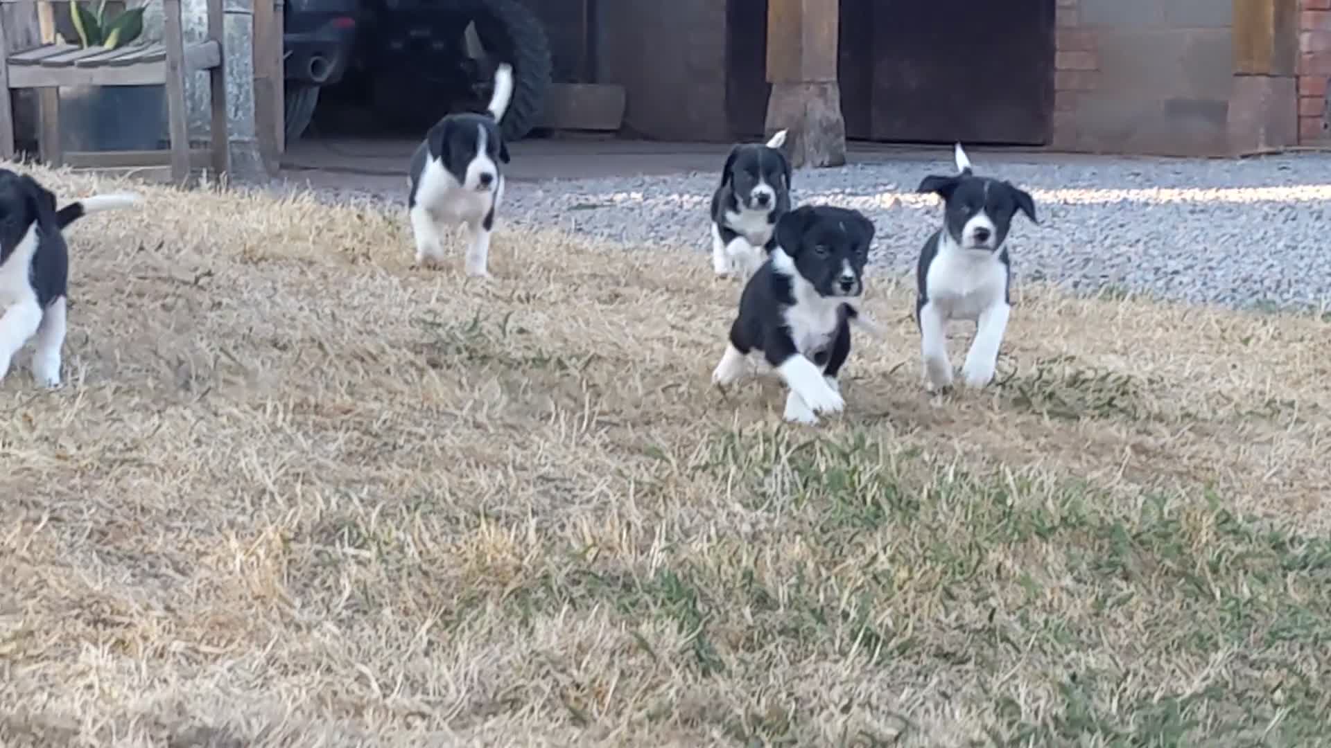Sprollie dogs for sale: Sprollie Pups For Sale in Crediton - Video 2