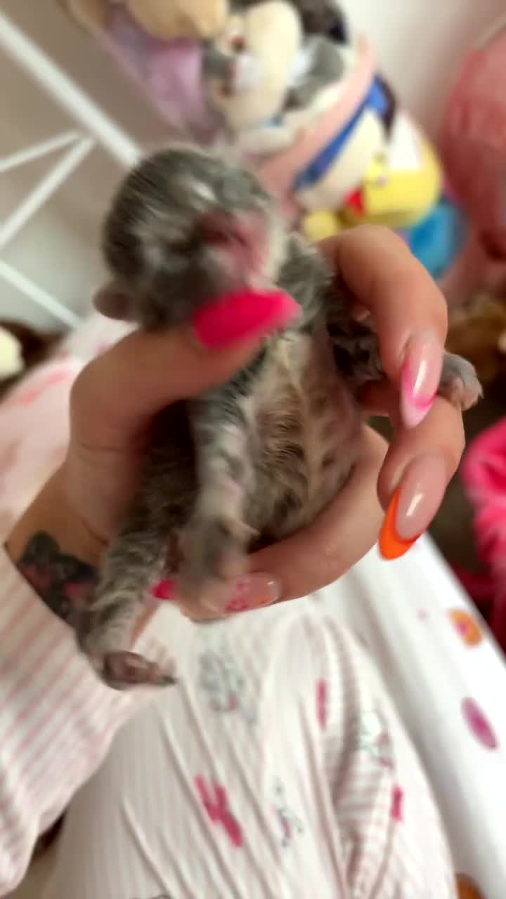 Persian cats for sale: Persian cross Maine coon  - Video 1