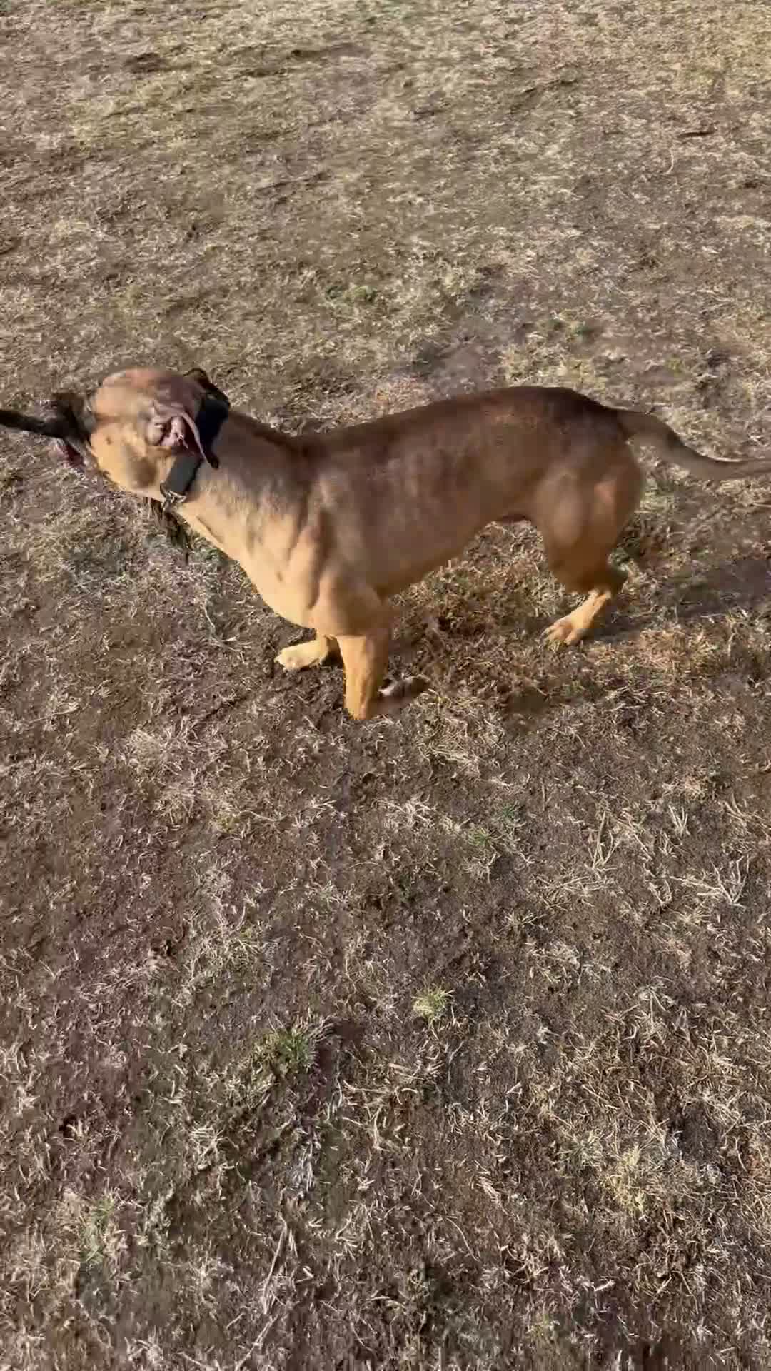 American Bull Staffy dogs for stud: Athletic American staff  - Video 1