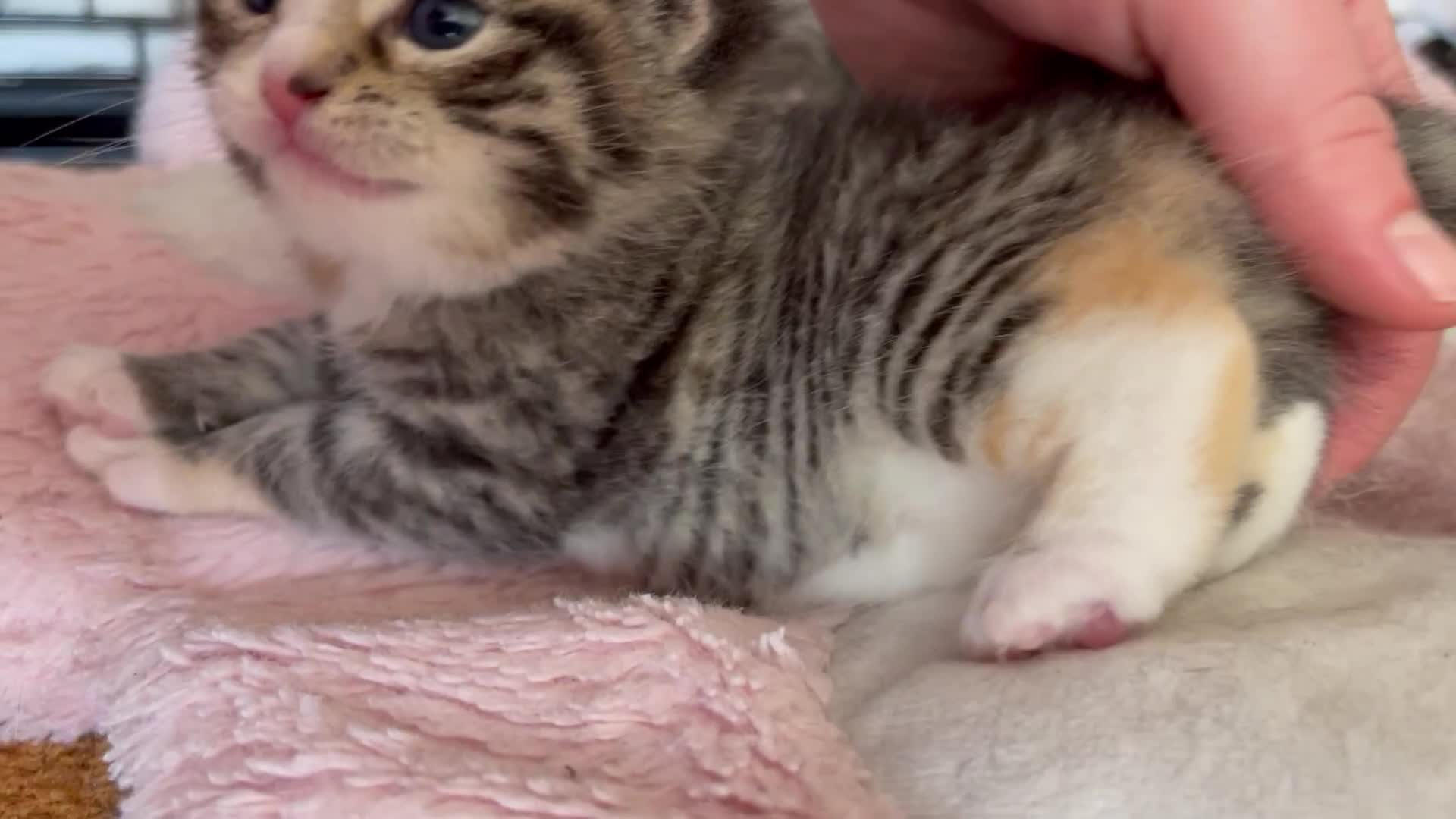 Mixed Breed cats for sale: FEMALE KITTEN - microchipped, flea&worm treated!  - Video 3