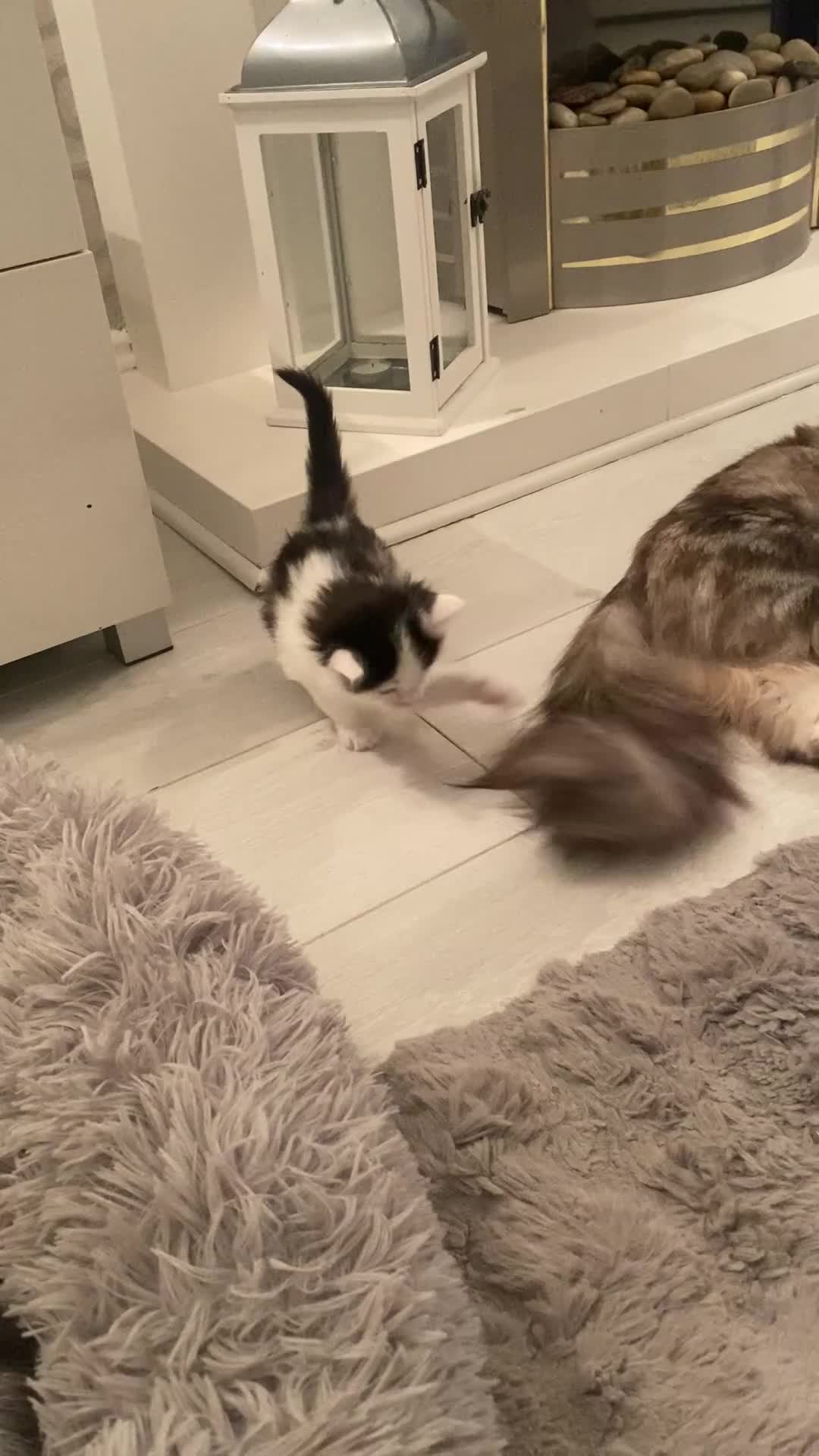 Ragdoll cats for sale: Adorable Ragdoll Cross Kittens - Video 2