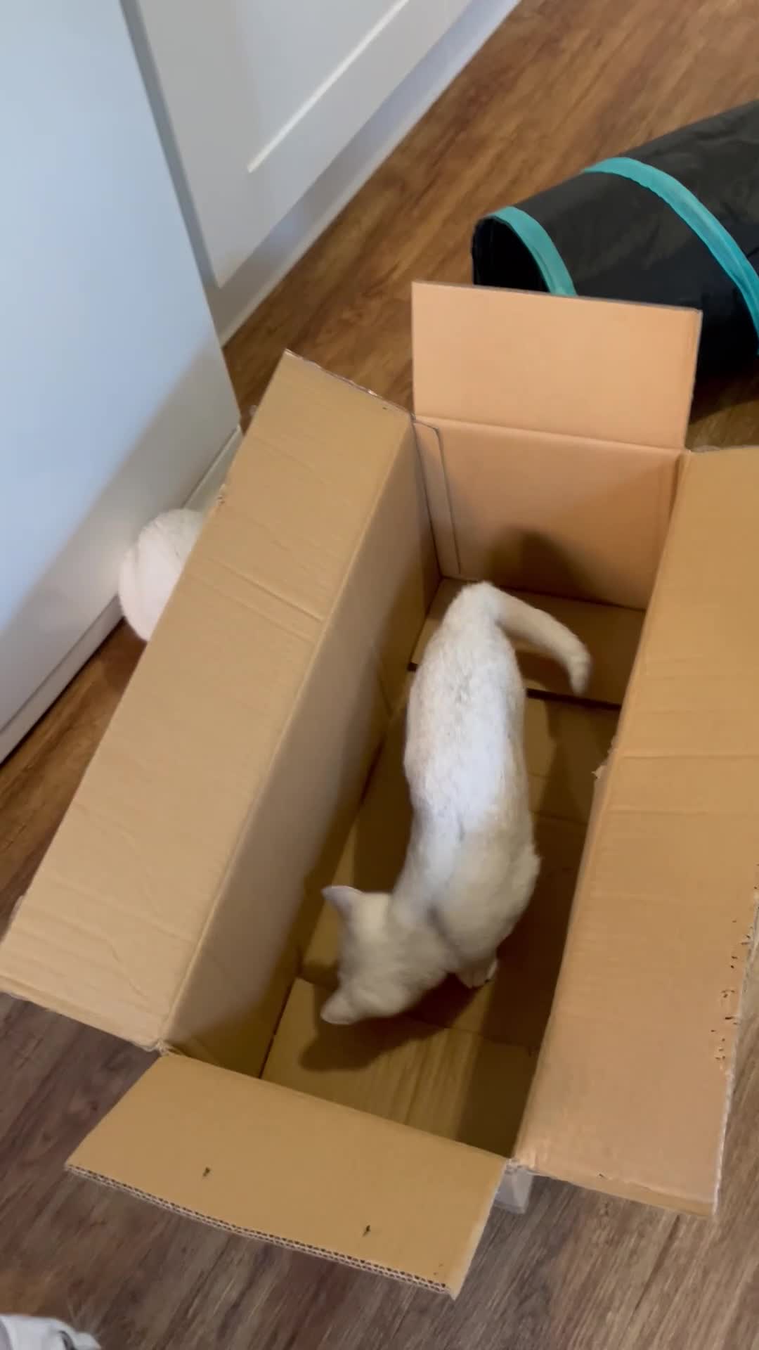 British Shorthair cats for sale: BSH Silver/Black Tipped Boys GCCF Registered  - Video 2