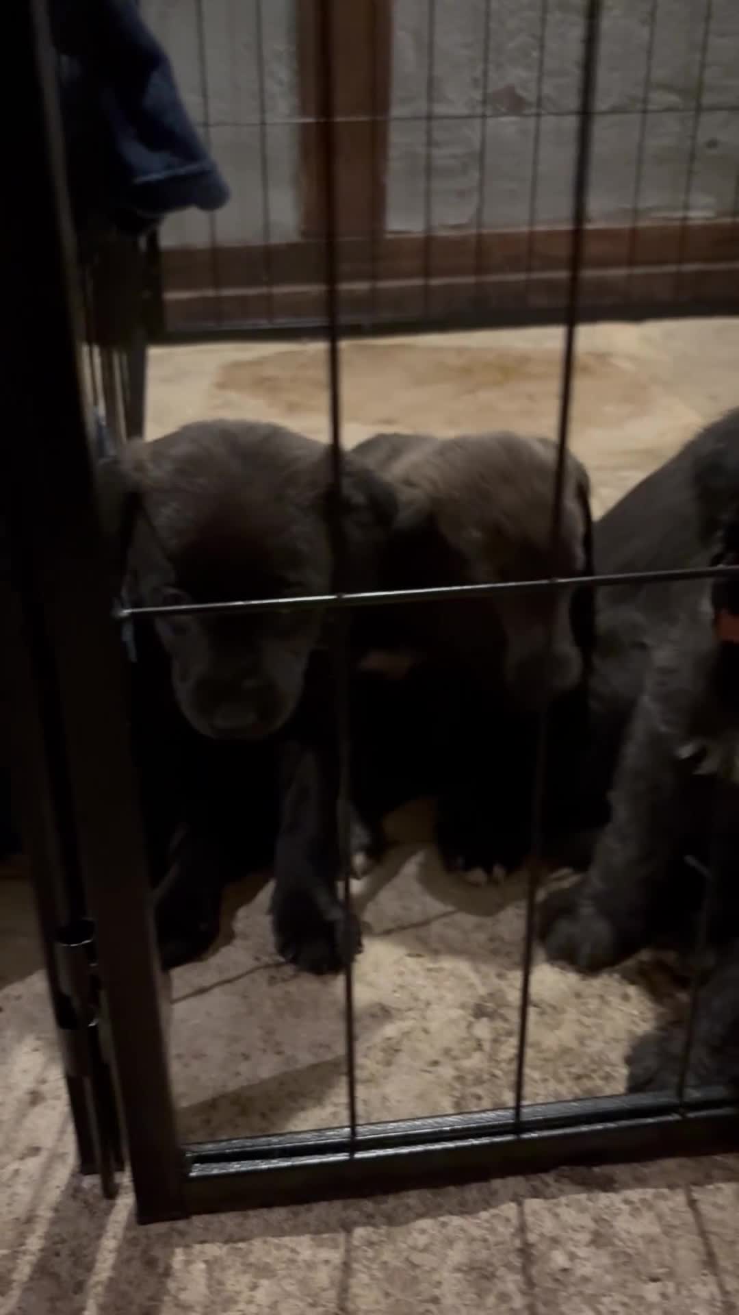 Mixed Breed dogs for sale: Bedlington x whippet puppies - Video 1