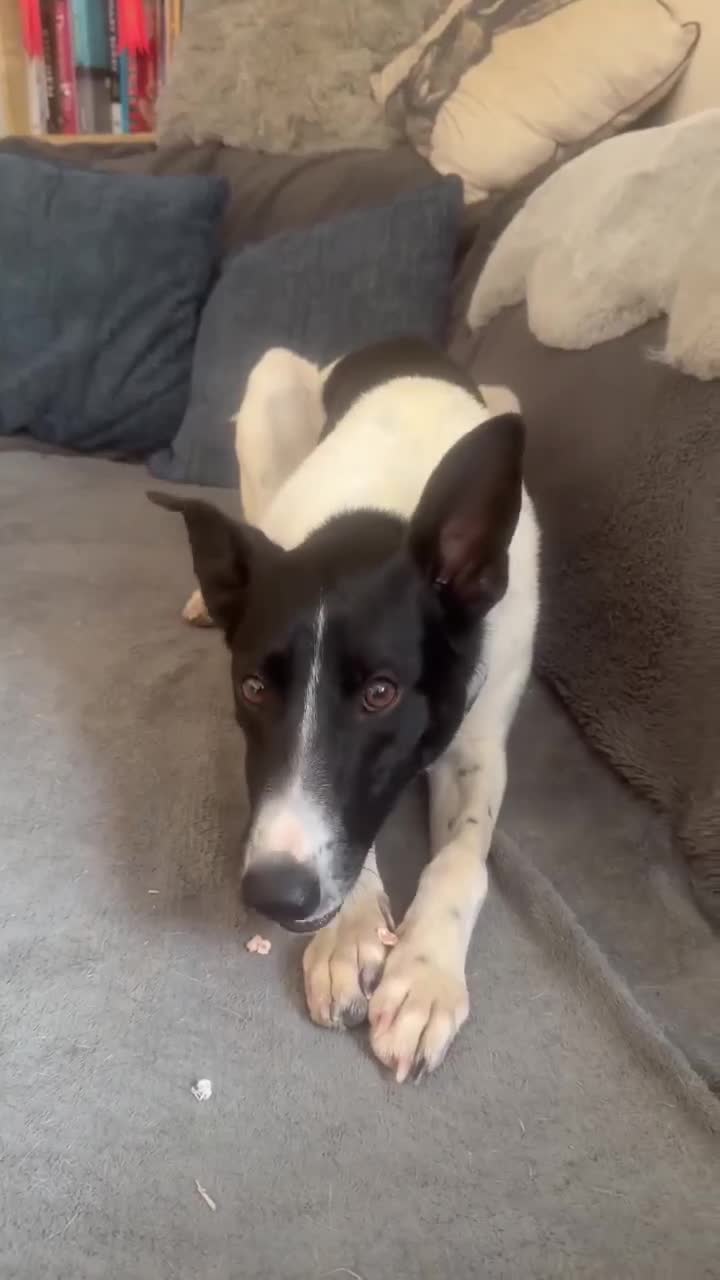 Mixed Breed dogs for adoption: WILF-1 yr old,  Mix Breed Boy with incredible ears in Hungerford - Video 1
