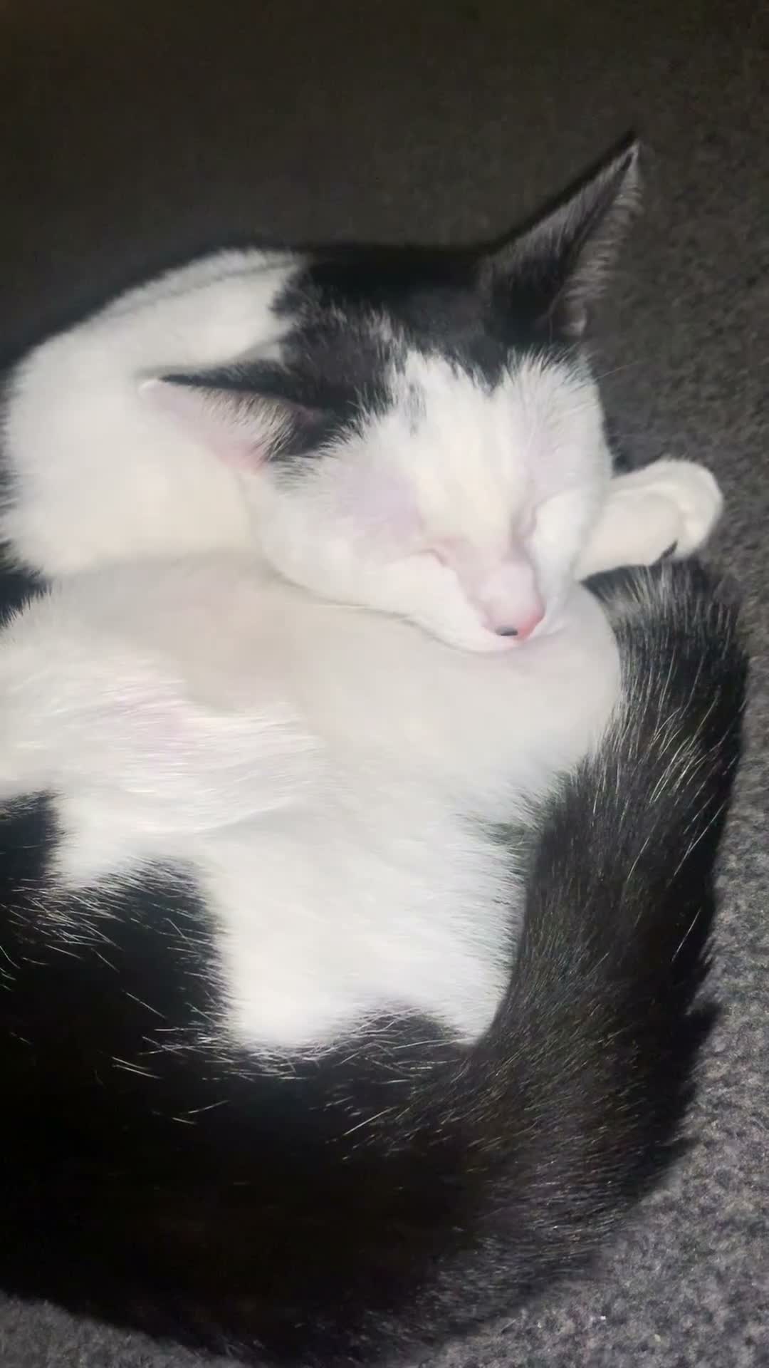 Domestic Shorthair cats for sale: Kitten! (Indoor cat!) in Chester-le-Street - Video 1