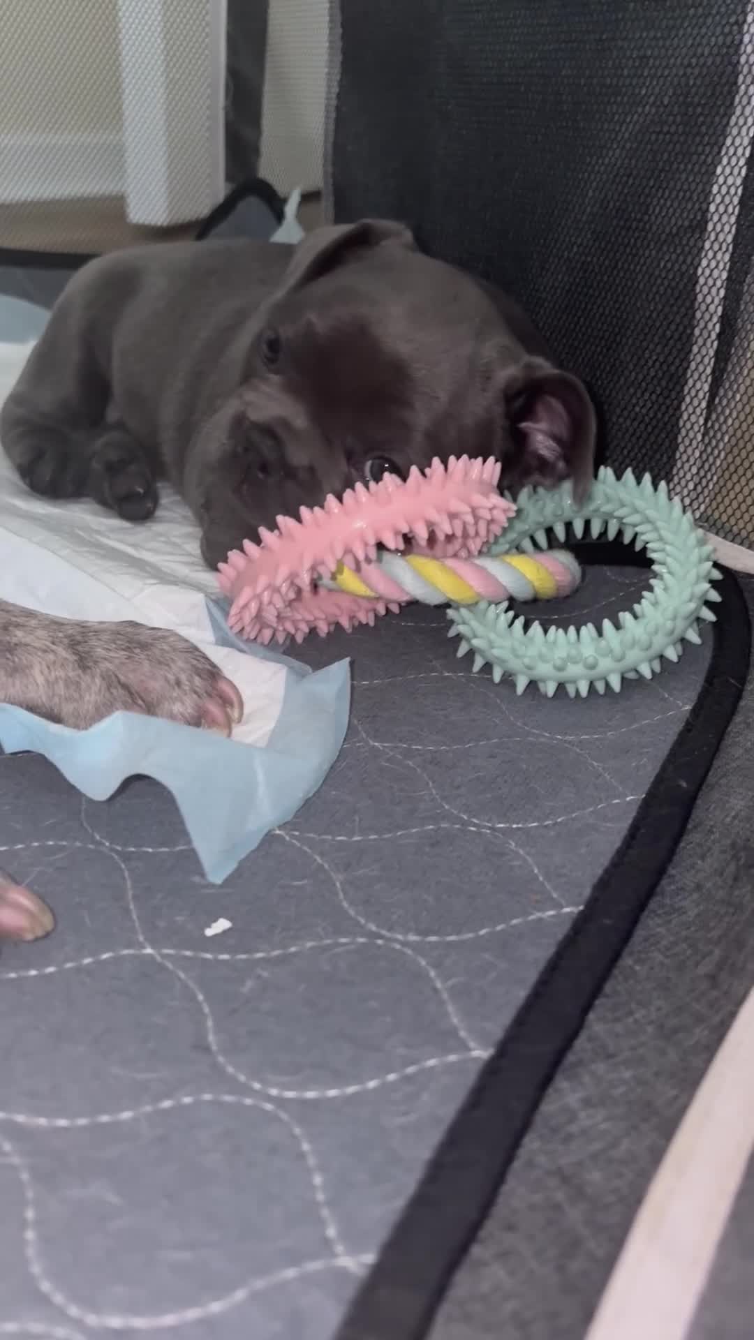 French Bulldog dogs for sale: 🐾 Beautiful 6-Week-Old Female Puppy  in High Wycombe - Video 1