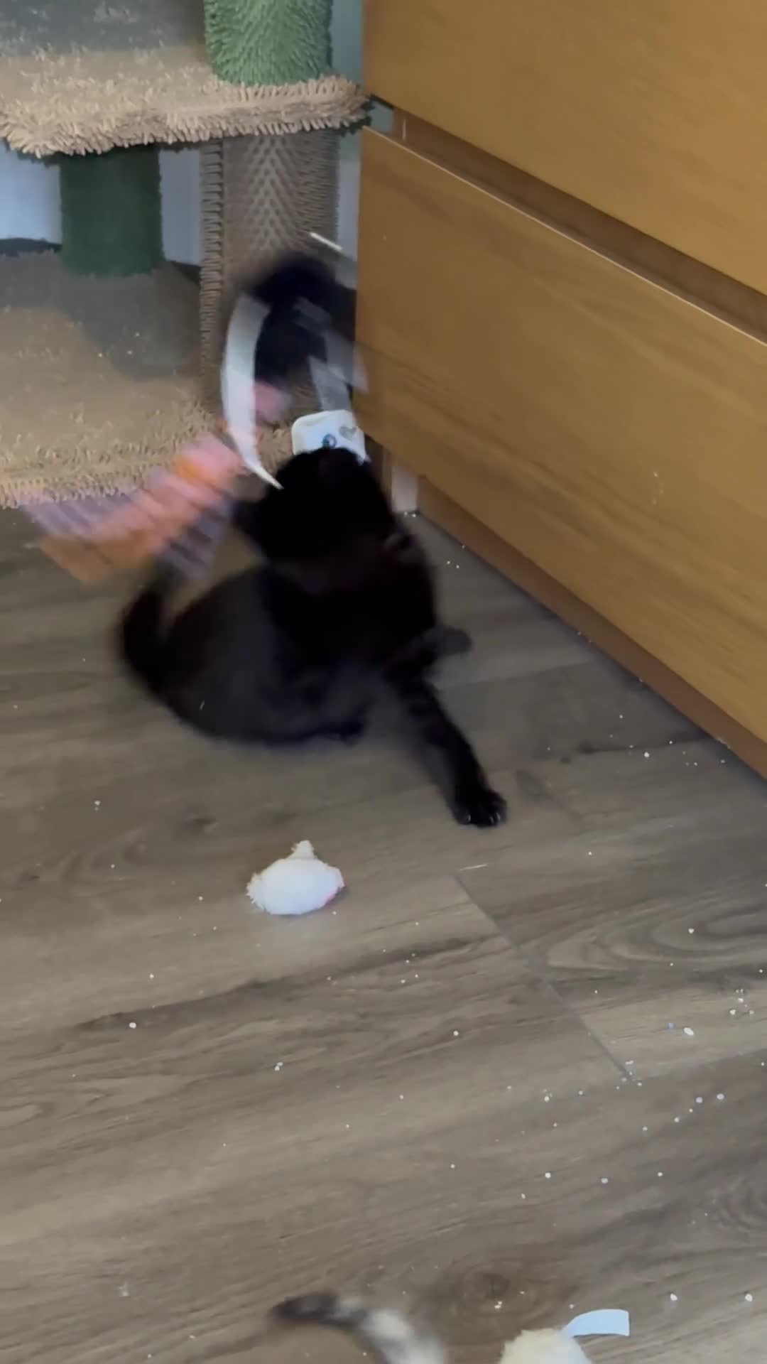 Bengal cats for sale: Bengal kittens  - Video 4