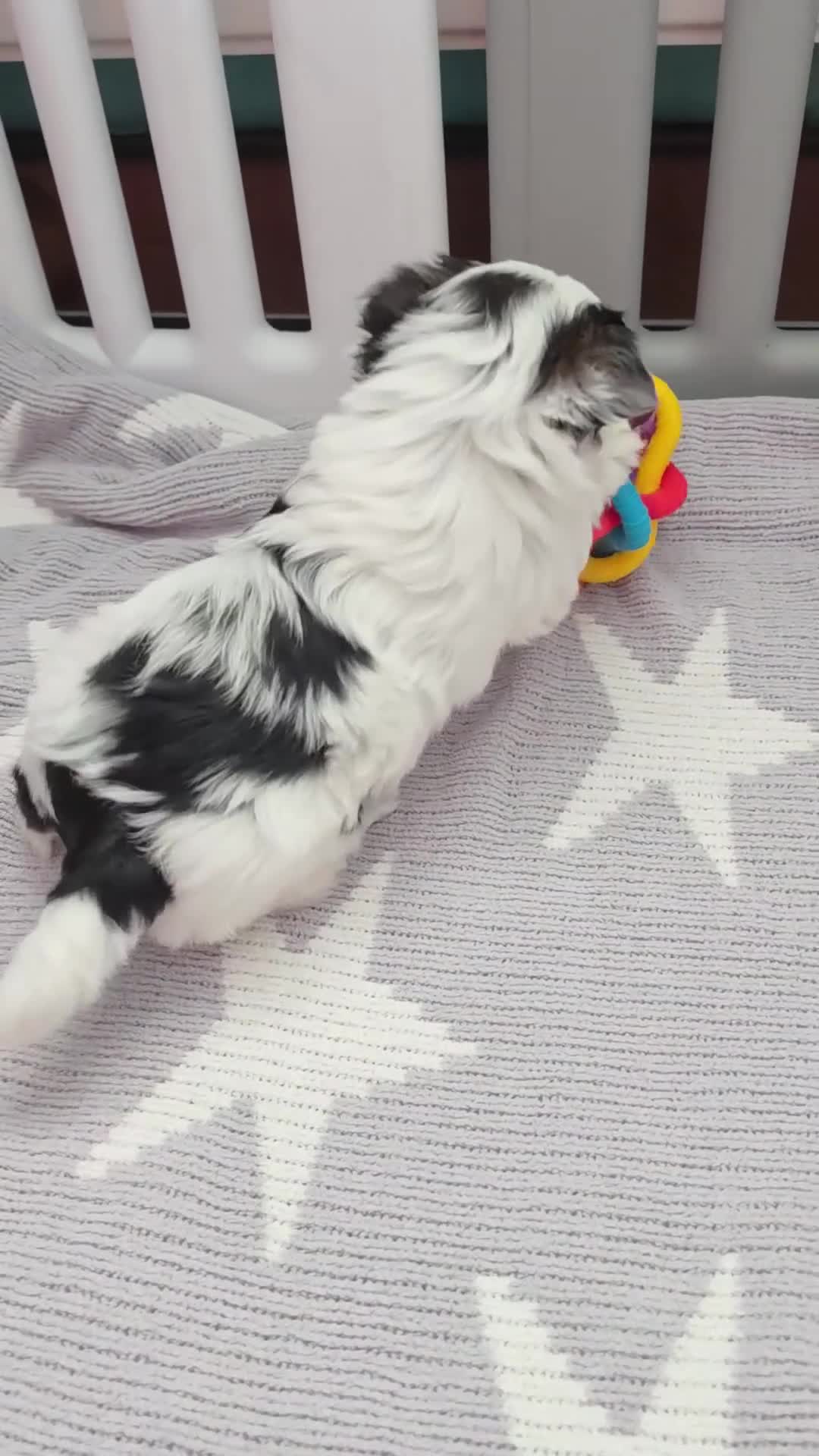 Yorkshire Terrier dogs for sale: 1 pup left Norman  - Video 1