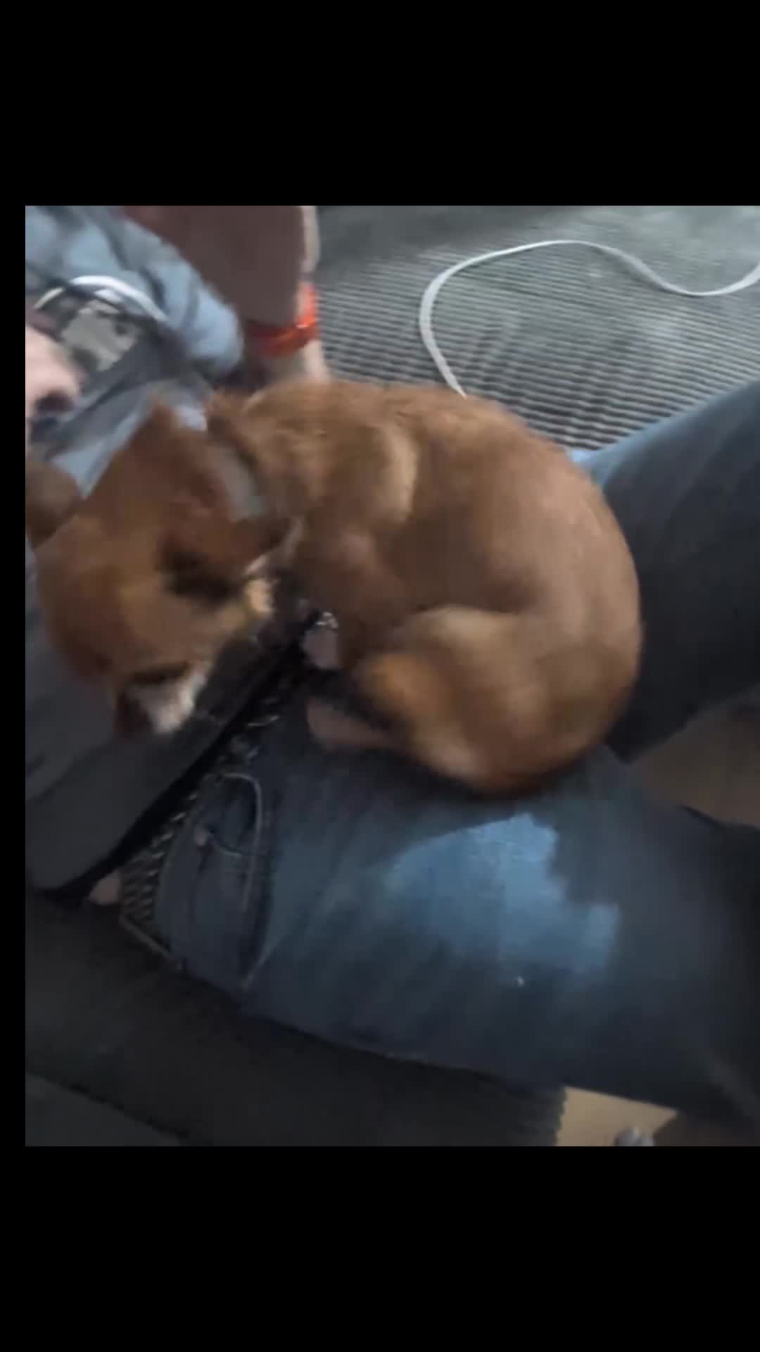 Chihuahua dogs for sale: 5 year old Chihuahua female  - Video 2