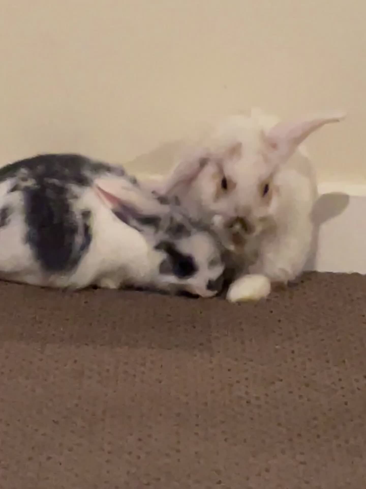 Mixed Breed rabbits for sale: Sausage and monkey  - Video 1