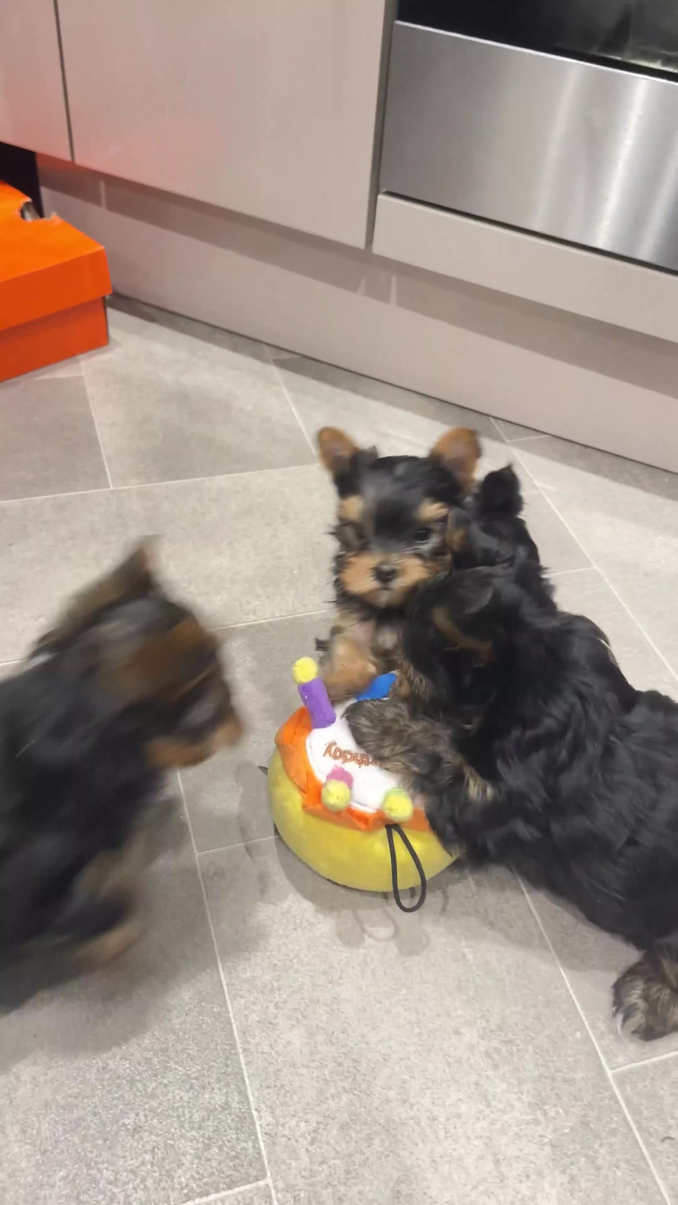Yorkshire Terrier dogs for sale: Tiny Yorkshire Terrier ( 1 cute boy 🐶 left) - Video 3