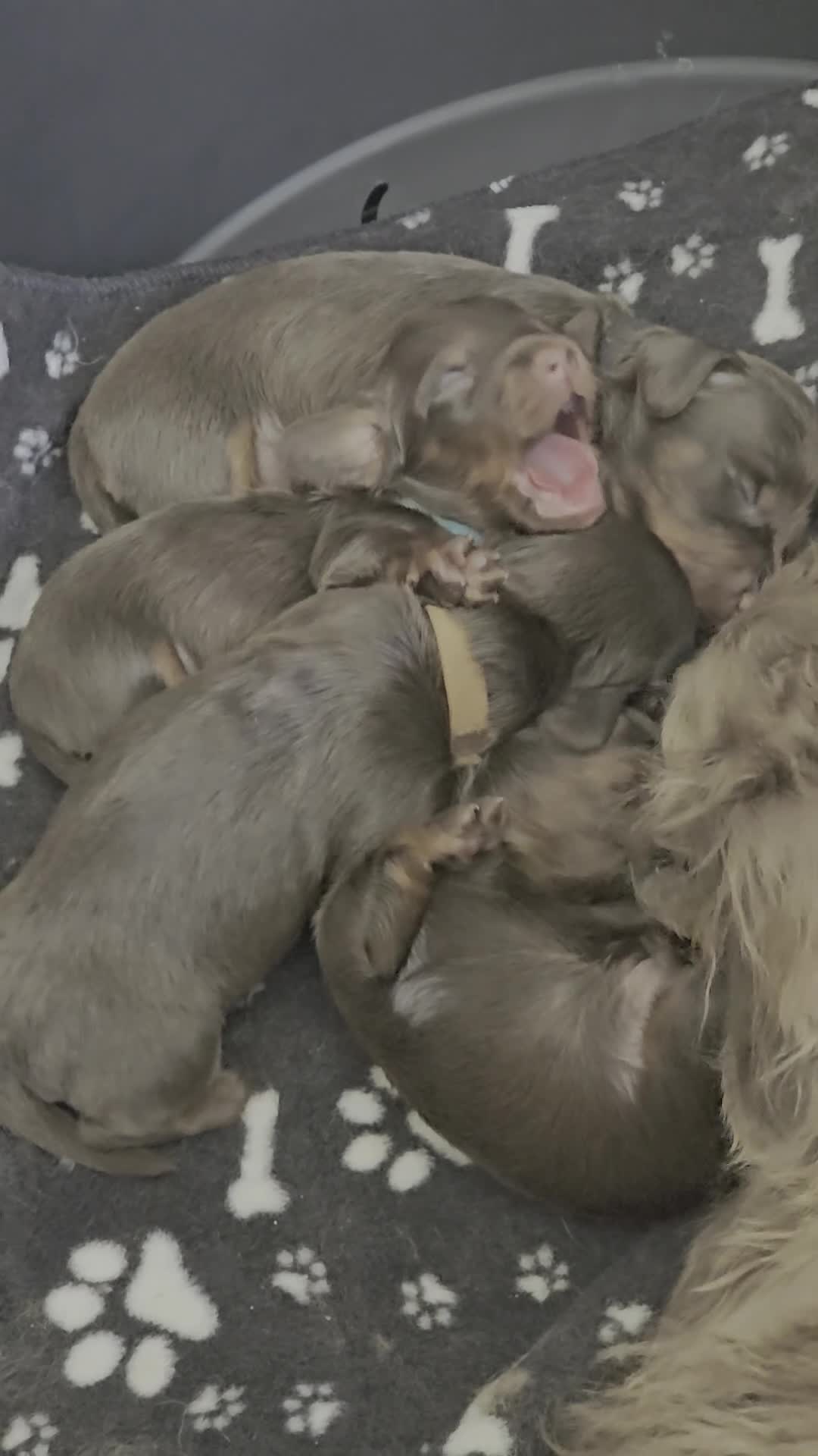 Miniature Dachshund dogs for sale: 4 male Dachshunds - Video 2