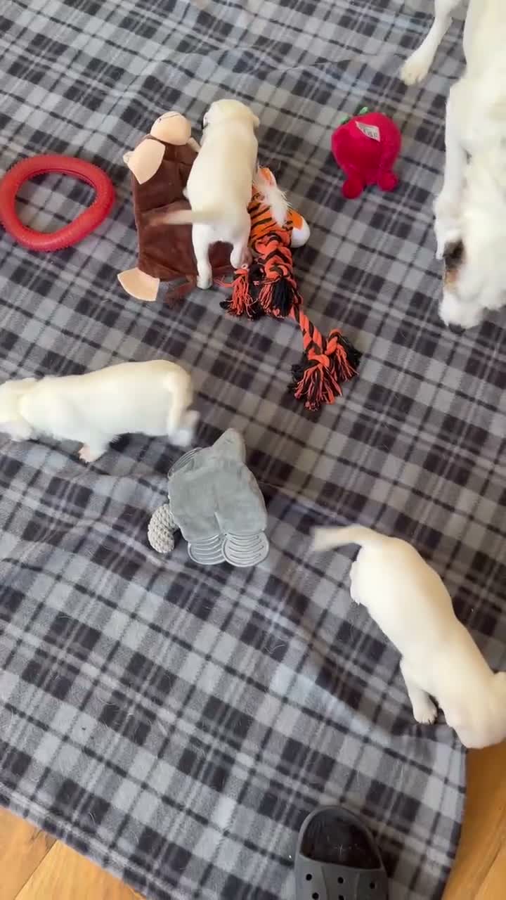 Parson Russell dogs for sale: Stunning KC Reg Parson Russell Terriers - Video 1
