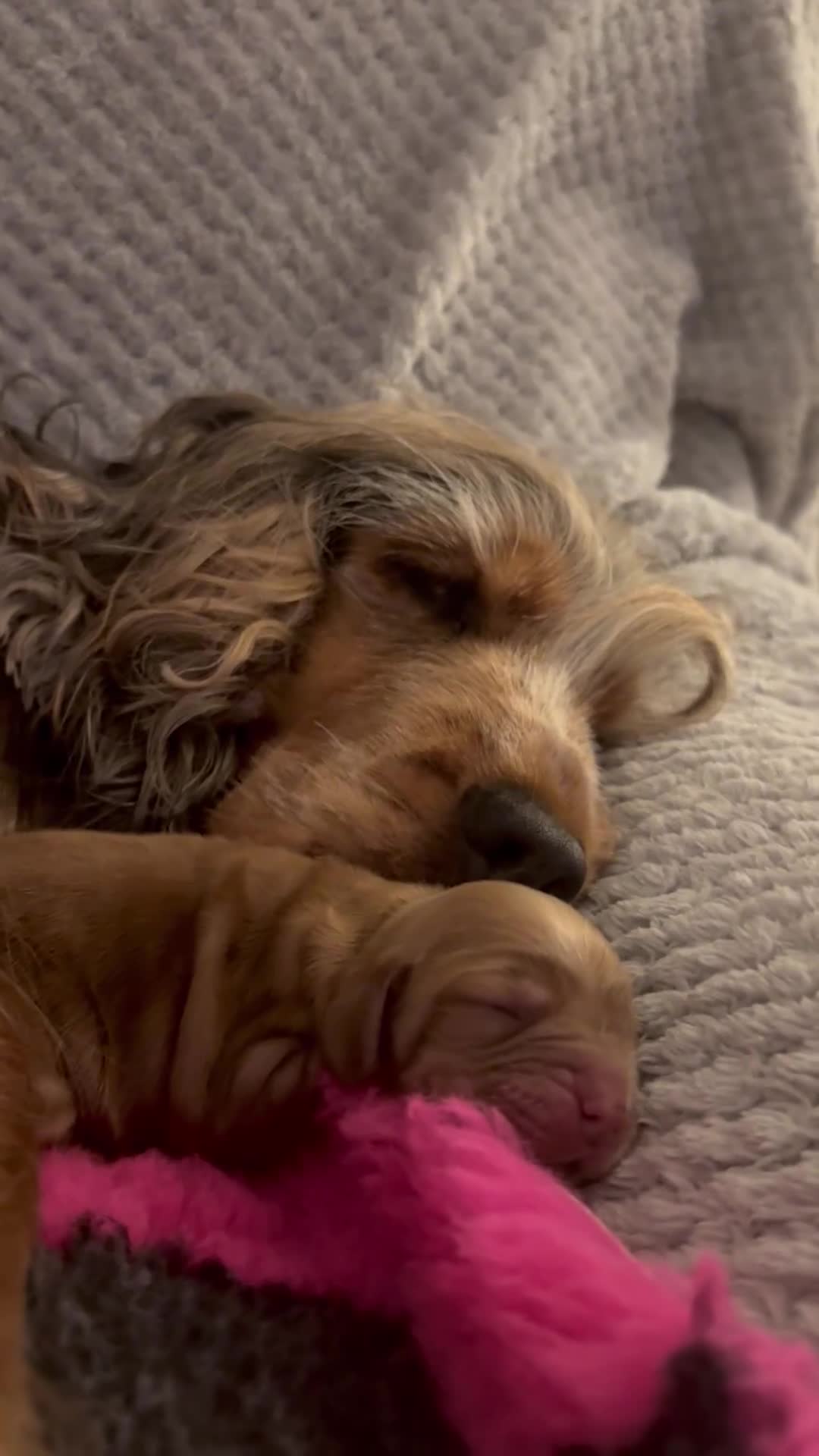 Cocker Spaniel dogs for sale: KC show sable cocker spaniels - Video 2