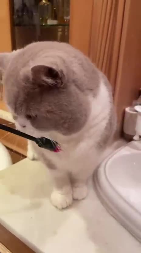 British Shorthair cats for sale: Retired breeding cats for rehoming all neutered - Video 2