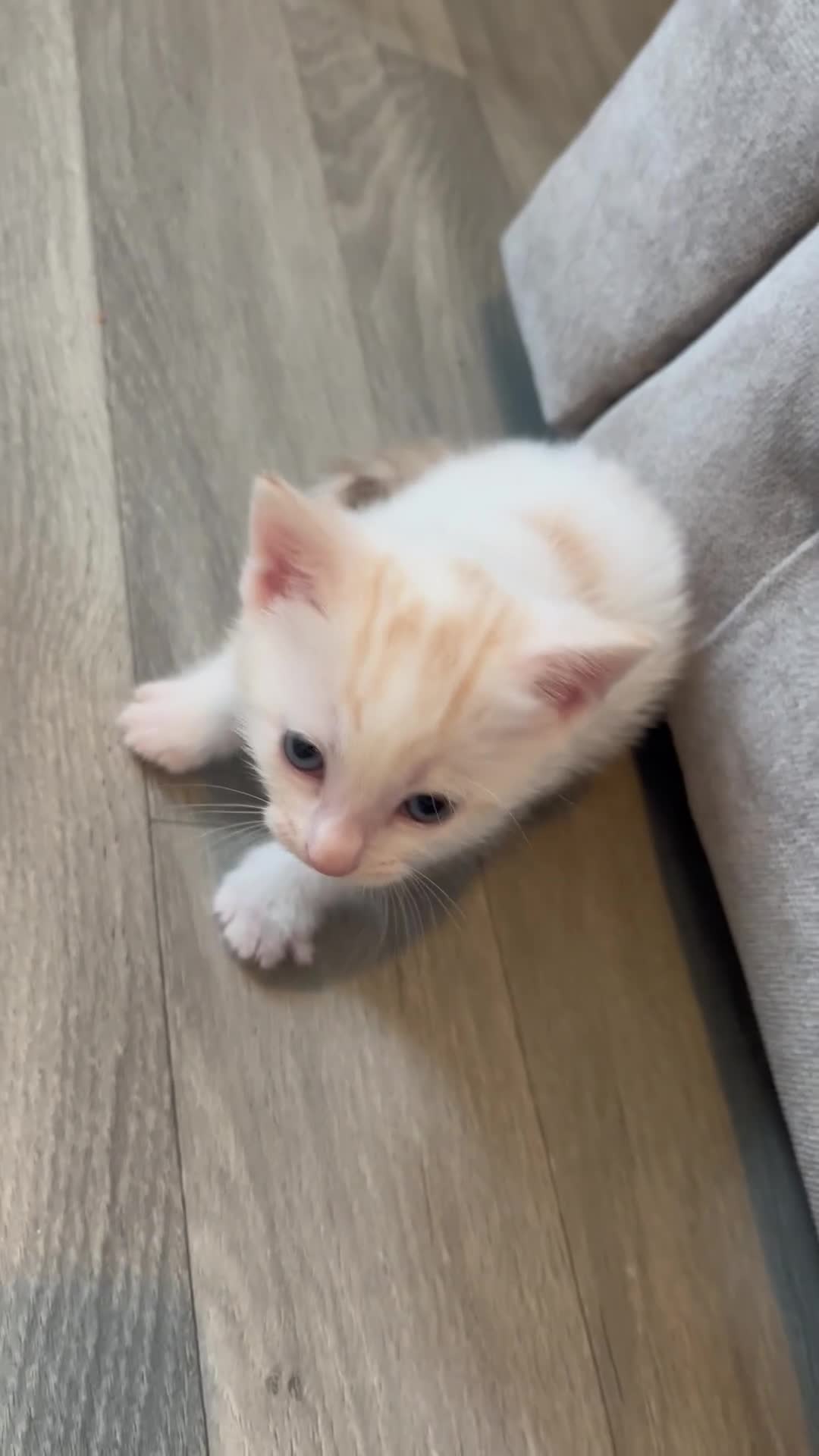 Mixed Breed cats for sale: Male kittens  - Video 3