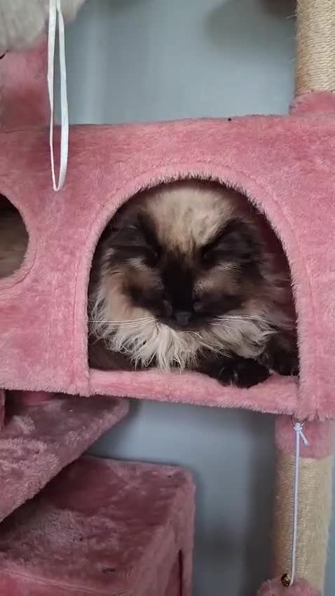 Ragdoll cats for sale: Beautiful Seal Point Ragdoll - Video 1