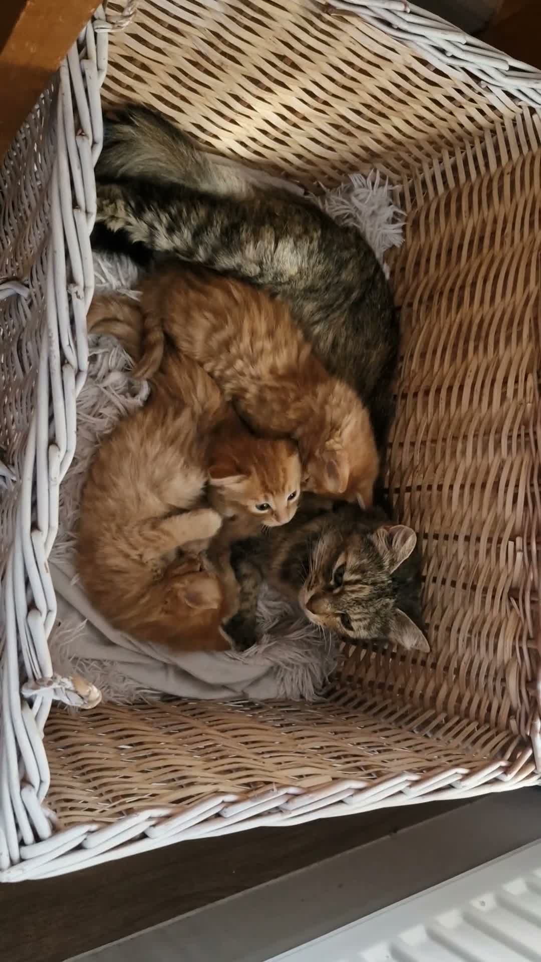 Mixed Breed cats for sale: Ginger male kitten - Video 2