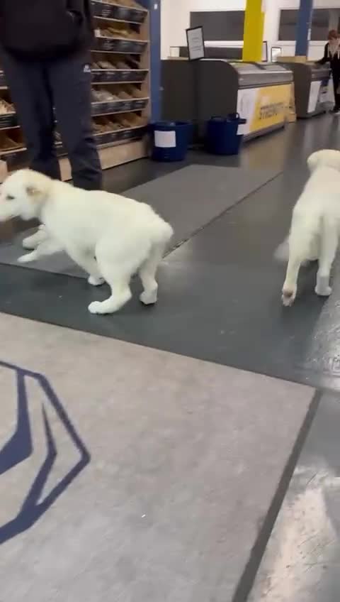 German Shepherd dogs for sale: White German Shepherd Kc registered female puppy - Video 1