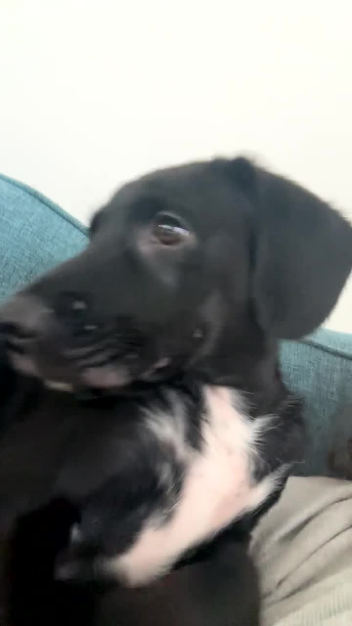 Mixed Breed dogs for sale: Bailey 12 weeks old  - Video 1