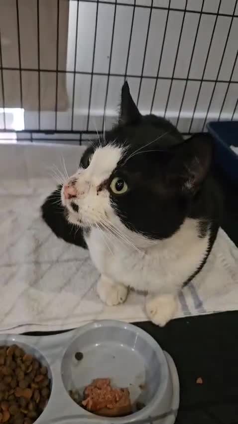 Mixed Breed cats for adoption: Billy needs home of his own - Video 2