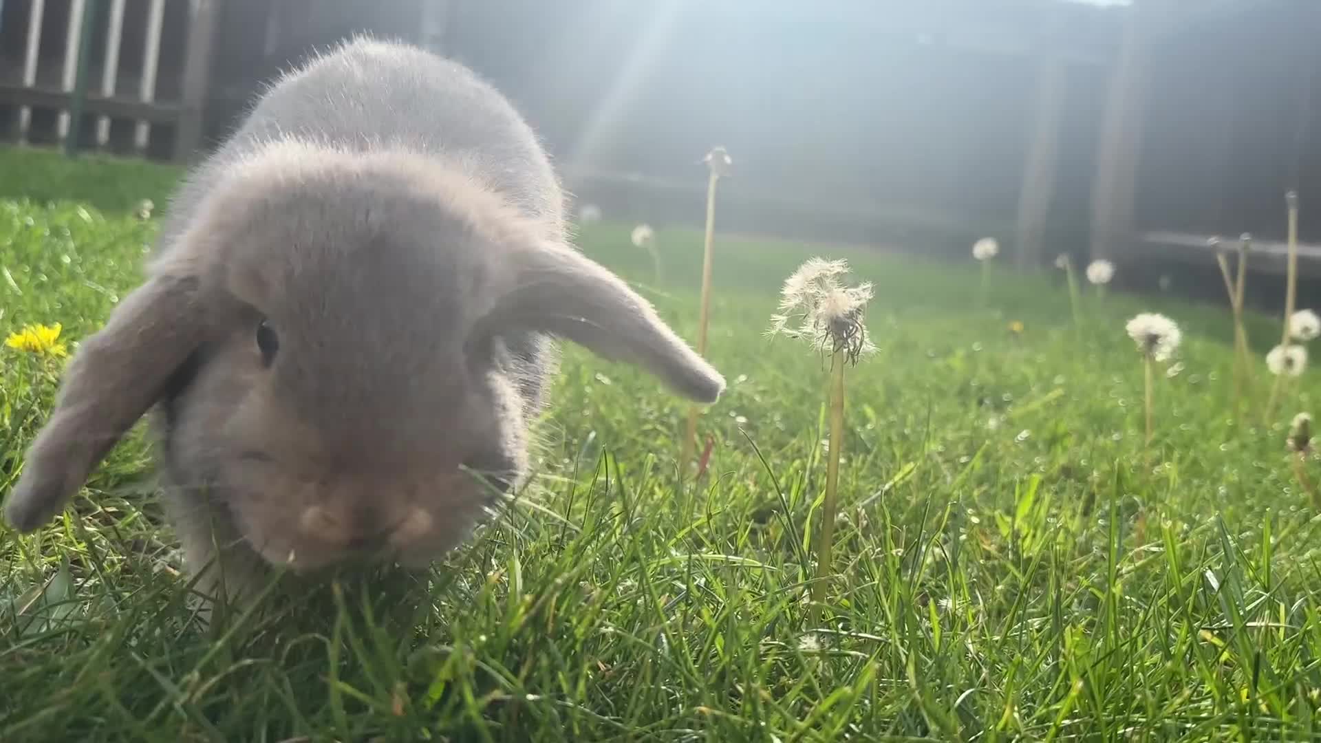 Dwarf Lop rabbits for sale: Male 8 month old rabbit  - Video 1