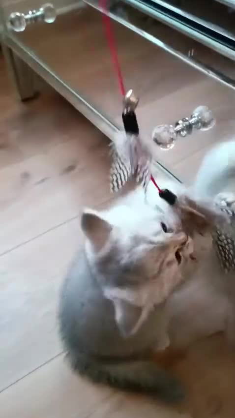 British Shorthair cats for sale: Chunky kittens for sale  - Video 5