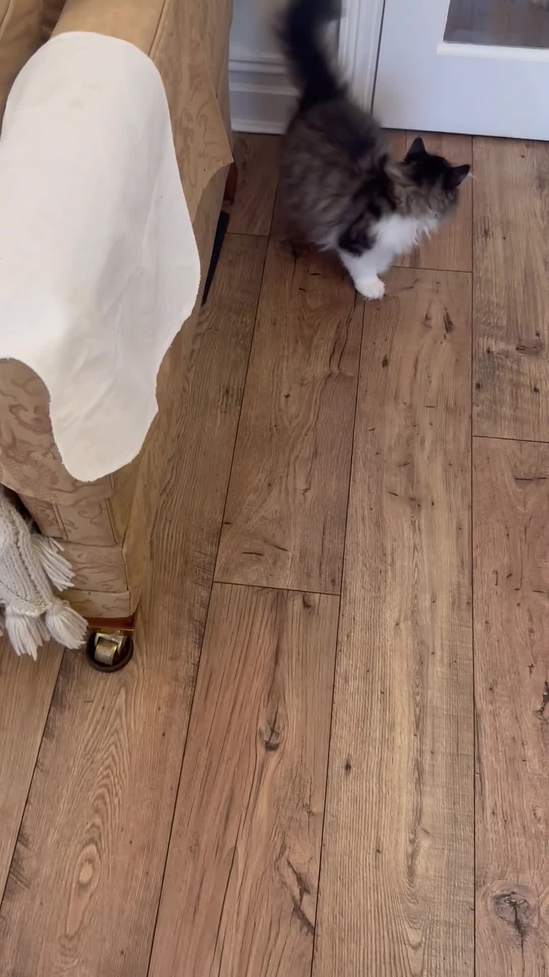 Persian cats for sale: PERSIAN KITTENS FOR SALE  - Video 1