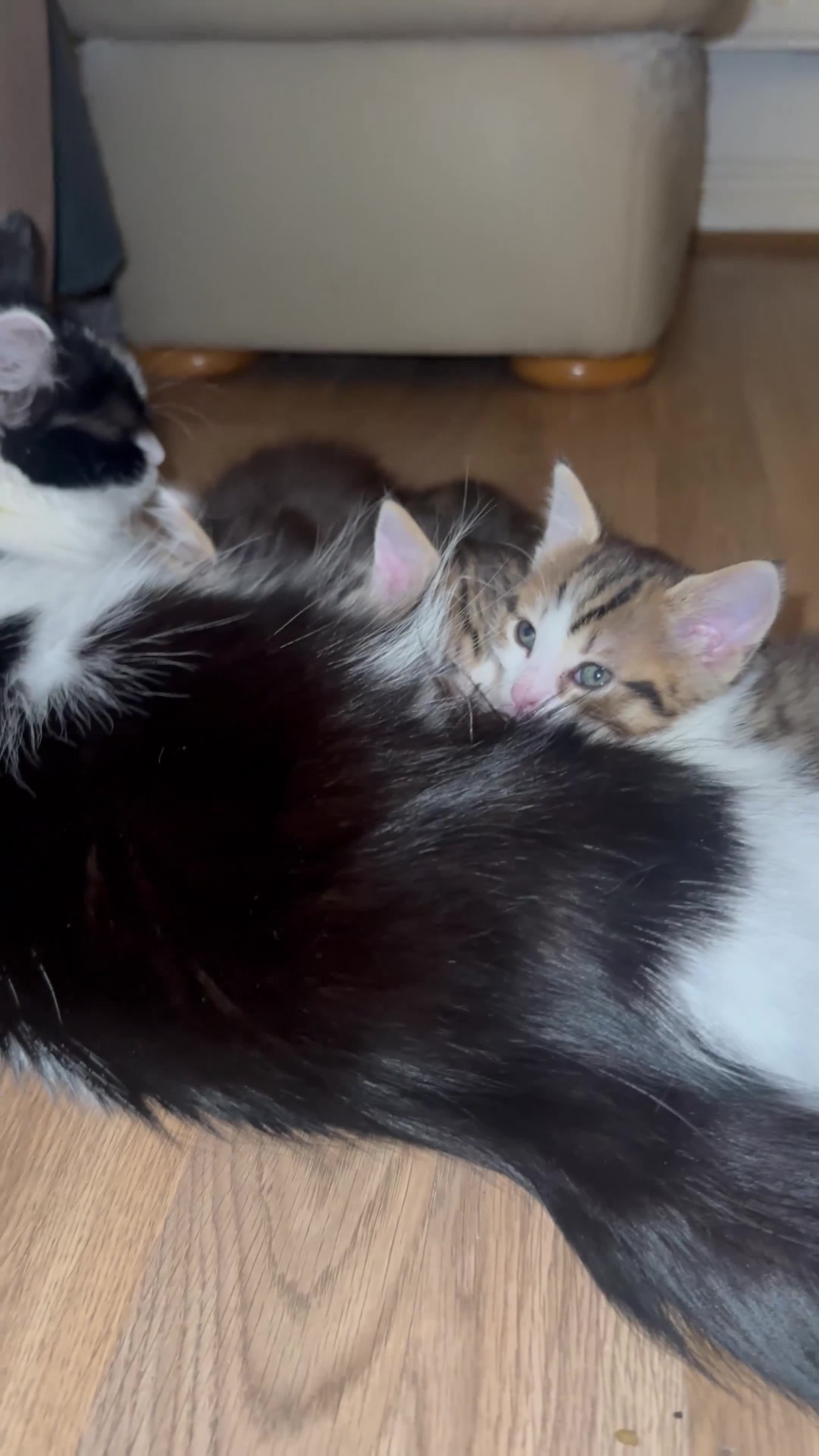 Mixed Breed cats for sale: 🐾 Fluffy Mixed Bengal Kittens - Video 1
