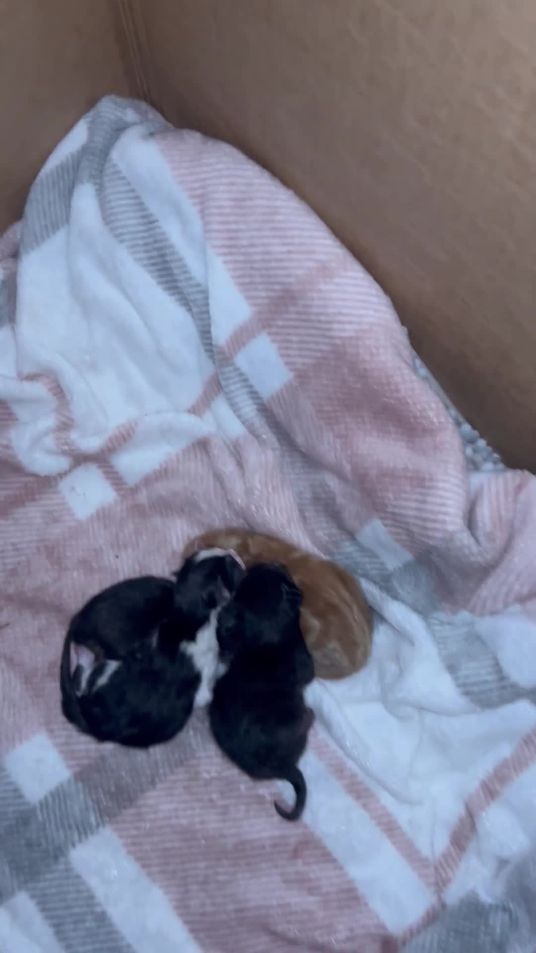 Domestic Shorthair cats for sale: 4 beautiful kitten to young calico mama  - Video 1