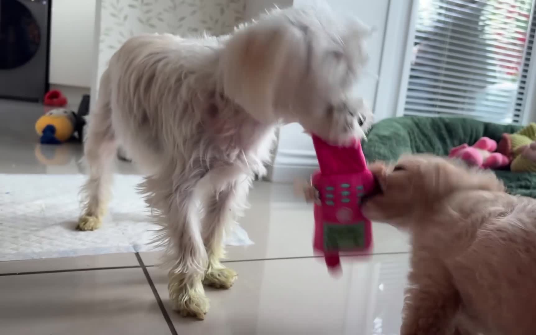Maltipoo dogs for sale: *Ready to leave* Boy Maltipoo puppy for sale  - Video 1