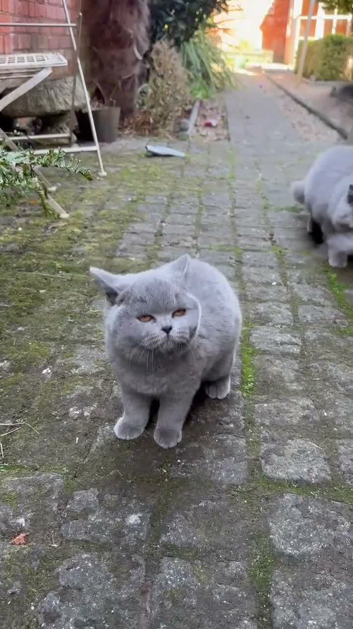British Shorthair cats for sale: One Kitten Left!  - Video 1