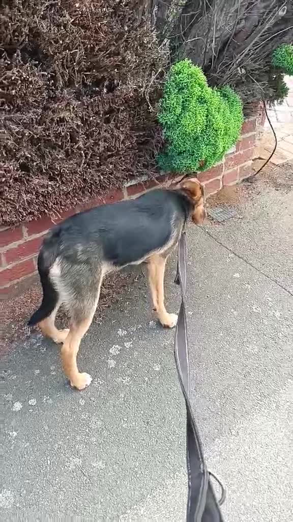 Mixed Breed dogs for adoption: Amazing Millie for adoption  - Video 2
