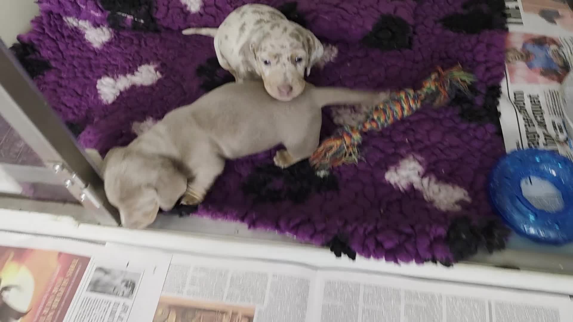 Miniature Dachshund dogs for sale: Arthur and martha - Video 1