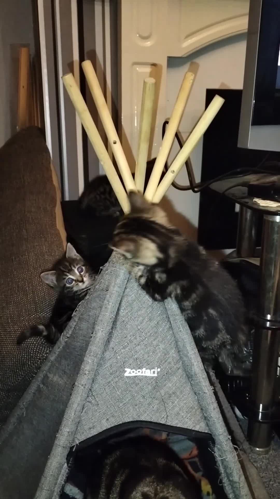 Mixed Breed cats for sale: 3 Beautiful Tabby fluffy Kittens - Video 3