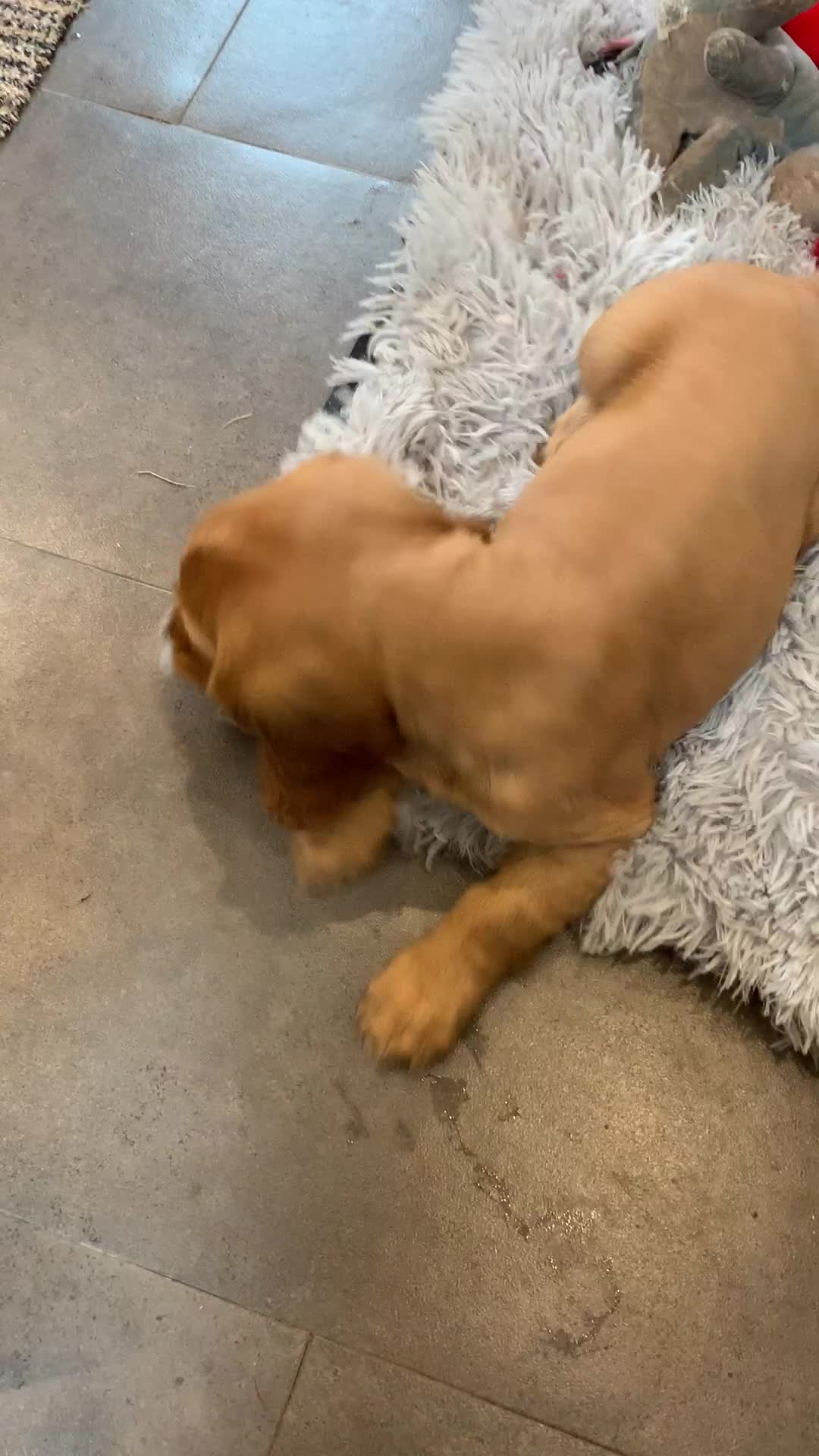 Cocker Spaniel dogs for sale: K.C REGISTERED COCKER SPANIEL PUPPIES - Video 1
