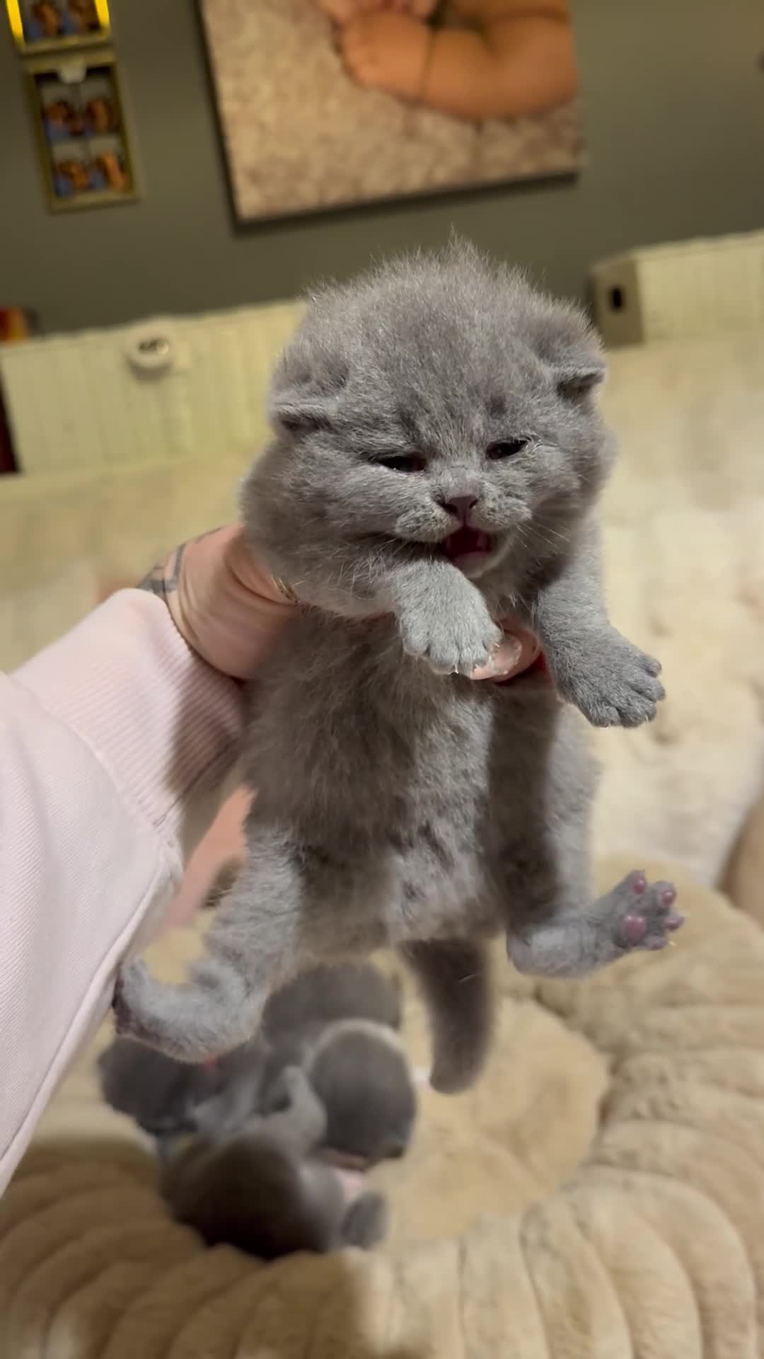 British Shorthair cats for sale: Pure British Shorthair kittens Champion line🥇😻🏆 - Video 3